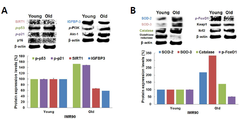 Expression of proteins related to aging in young and old cells, IMR90.