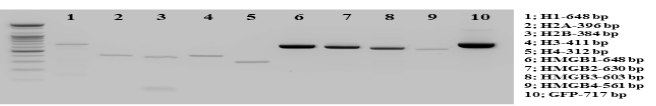 pfu-DNA polymerase에 의한 PCR products