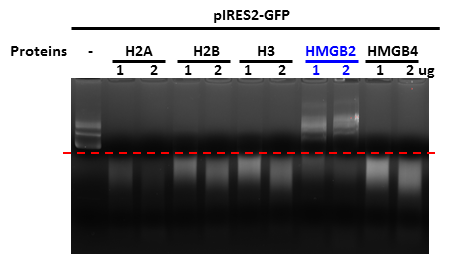 정제된 HMGB2 단백질과 pIRES2-GFP 플라스미드의 결합 (DNA mobility-shift assay)