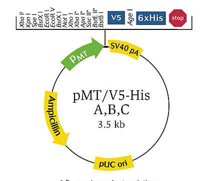 pMT/V5 vector