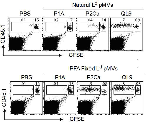 Activation of 2C T cells by Ld pMVs in vivo