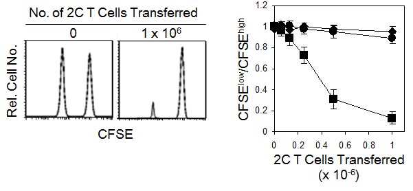 Development of cytotoxic 2C T cells by Ld/p2Ca pMVs in vivo (Left) Kiliing of target cells (CFSElow) by 2C T cells activated by PFA-treated Ld/p2Ca pMVs (Right) Killing of target cells by 2C T cells activated by PFA-treated Ld pMVs loaded with no peptide (diamond) and p2CA (square), respectively, and natural Ld pMvs loaded with p2Ca (circle).