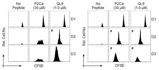 Proliferation od 2C T cells by natural and PFA-fixed pMVs. Purified 2C Tg T cells were labeled with CFSE and cultured with LdB7-1ICAM-1 pMVs loaded with p2Ca and QL9, respectively, for 3 days. Prolifreation of the T cells were analyzed by flow cytometry. (Left) The T cells were cultured with natural pMVs (Right) The T cells were cultured with PFA-fixed pMVs.