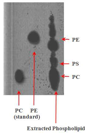 추출한 인지질 의 크로마티 측정 결과