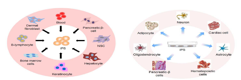 iPSC로의 유도에 사용된 체세포(왼쪽) 및 iPSC로부터 분화됨이 확인된 세포 종류