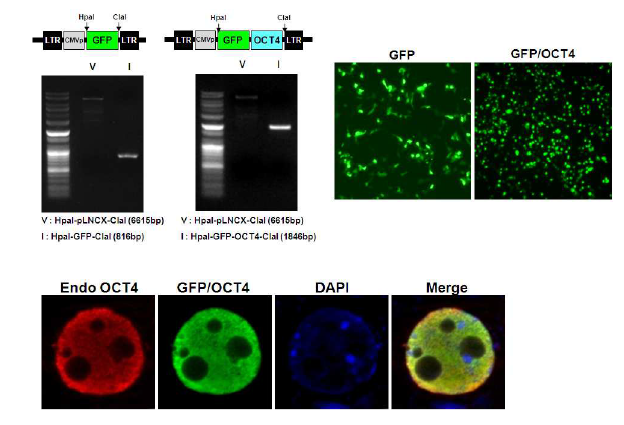 Transfection/infection 모니터링을 위한 GFP와 GFP-OCT4 레트로바이러스 발현 벡터의 제작과 세포내에서의 발현