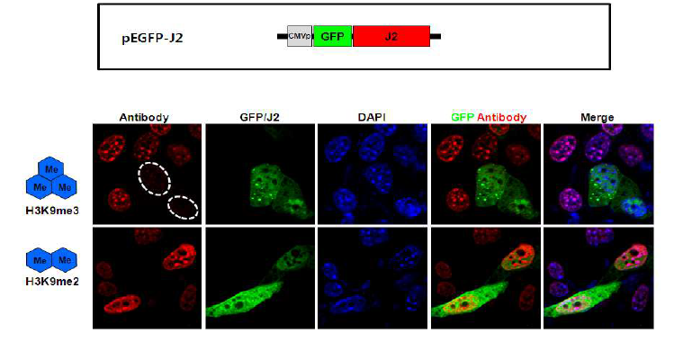 GFP 리포터 유전자가 tagging된 J2의 세포내에서의 발현과 히스톤 3 라이신 9의 탈메틸화