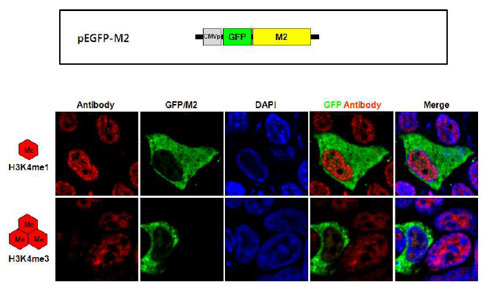 GFP 리포터 유전자가 tagging 된 M2의 세포내에서의 발현과 히스톤 메틸화 발현