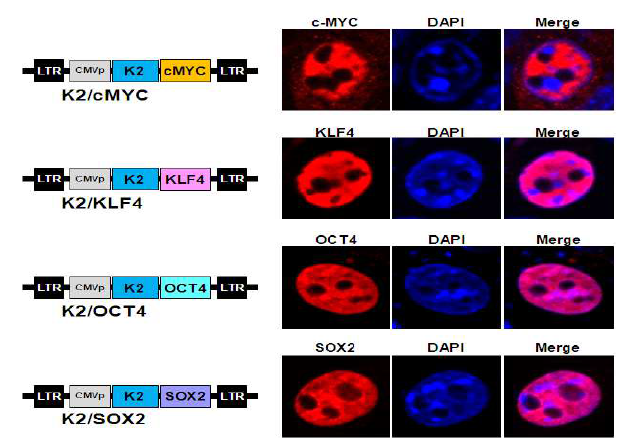 K2와 4가지 전사 인자들이 융합된 레트로바이러스 발현 벡터 제작과 세포내에서의 발현