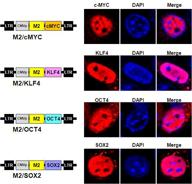 M2와 4가지 전사 인자들이 융합된 레트로바이러스 발현 벡터 제작과 세포내에서의 발현
