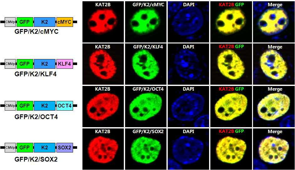 GFP/K2가 융합된 4가지 전사인자 발현세포에서 GFP 신호와 KAT2B 항체 신호의 일치
