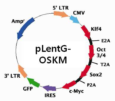리포터 단백질인 GFP와 4종 전사인자(OCT4, SOX2, KLF4, c-MYC)가 동시 발현하는 폴리시스트론 렌티바이러스 벡터.