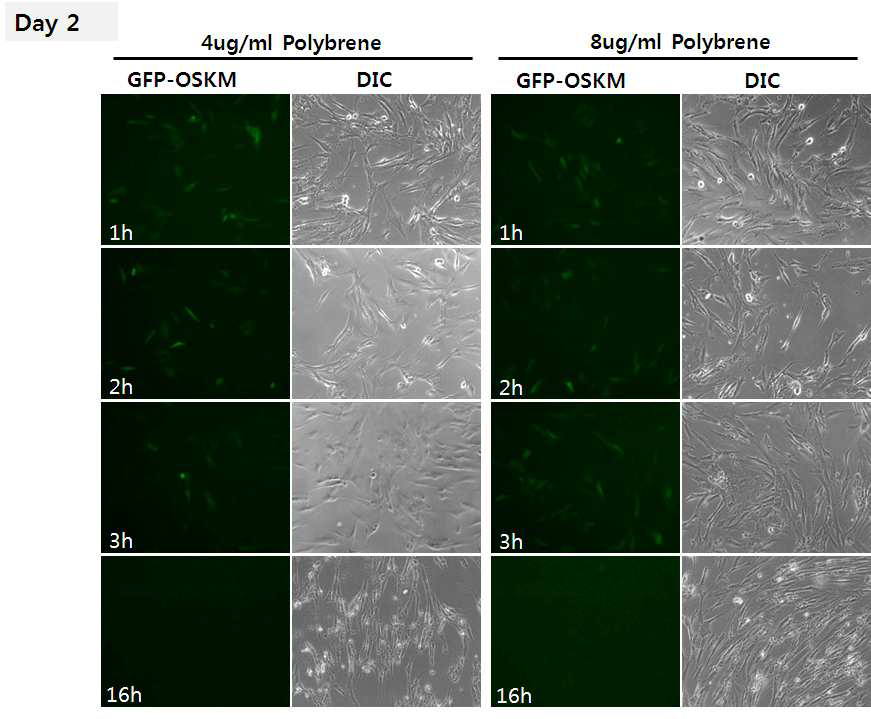 polybrene 농도와 렌티바이러스 감염 시간에 따른 인간 섬유아세포의 배양 (2일째).