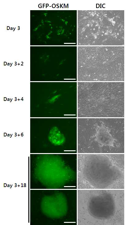 OCT4 - GFP transgenic mouse의 생쥐 배 아섬유아세포를 이용한 렌티바 이러스 감염.