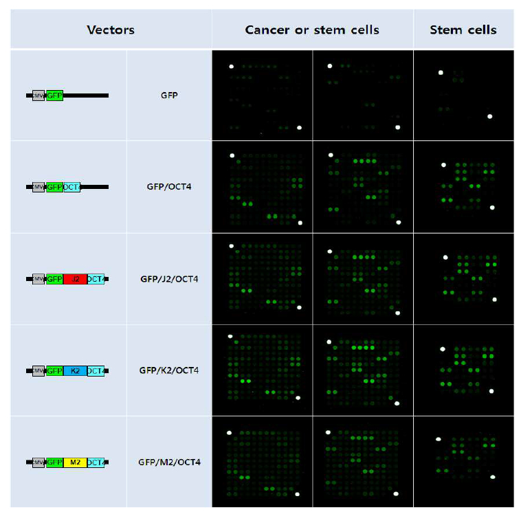 OCT4와 후성체계 단백질 간 융합단백질 발현 세포에서 stem cell-associated miRNA 프로파일링.