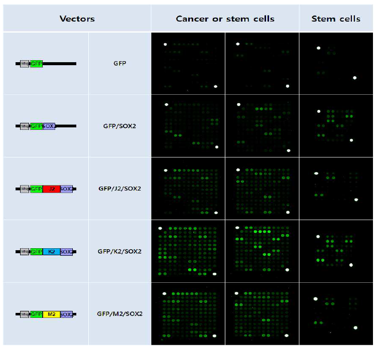 SOX2와 후성체계 단백질 간 융합단백질 발현 세포에서 stem cell-associated miRNA 프로파일링.