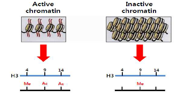 활성 염색질(active chromatin)과 비활성 염색질 (inactive chromatin)에서 나타나 는 히스톤 공유변형의 일반적 특 징. 활성 염색질에서는 H3K4me3, H3K9ac, H3K14ac가, 비활성 염 색질에서는 H3K9me3가 주로 많 이 나타남.
