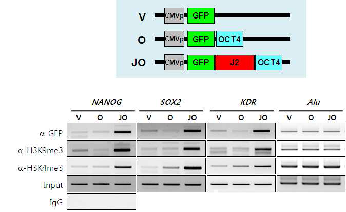 OCT4 타깃 유전자(NANOG, SOX2, KDR)의 프로모터 염색질 침전 (ChIP). GFP-only(V), GFP/OCT4(O)와 GFP/J2/OCT4(JO) 간의 히스톤 공유변형 조사. ChIP에 사용한 항체 표시.