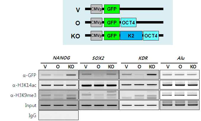 OCT4 타깃 유전자(NANOG, SOX2, KDR)의 프로모터 염색질 침전 (ChIP). GFP-only(V), GFP/OCT4(O)와 GFP/K2/OCT4(KO) 간의 히스톤 공유 변형 조사. GFP 항체, 삼중메틸 H3K9 항체, 아세틸 H3K14 항체. Alu, loading control. I