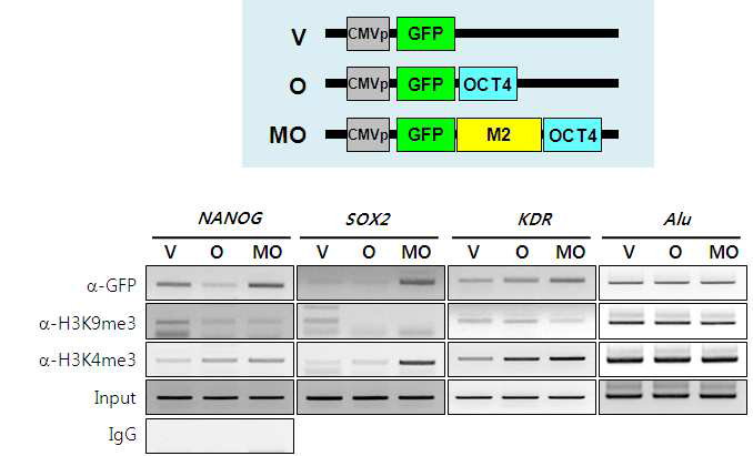 OCT4 타깃 유전자(NANOG, SOX2, KDR)의 프로모터 염색질 침전 (ChIP). GFP-only(V), GFP/OCT4(O)와 GFP/M2/OCT4(MO) 간의 히스톤 공유 변형 조사. GFP 항체, 삼중메틸 H3K9 항체, 삼중메틸 H3K4 항체. Alu, loading control. IgG, negative control