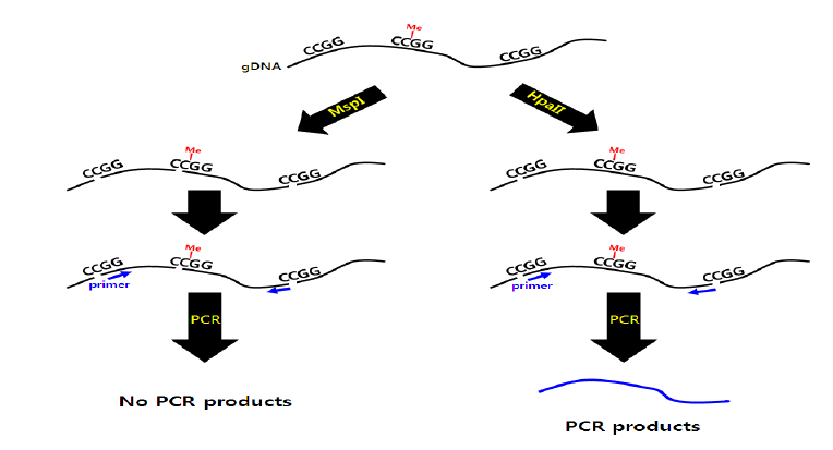 MS-PCR (Methylation-sensitive PCR). 제한효소 MspI과 HpaII는 같은 서열 (5'-CCGG-3')을 인식하나, HpaII의 경우 시토신메틸화가 되어 있으면 자르지 못한다. 따라서 PCR을 수행시 메틸화 되어 있는 부위의 DNA 증폭이 가능