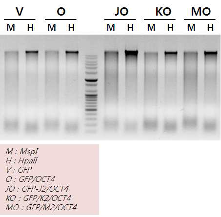 제한효소 MspI과 HpaII에 의해 잘려진 genomic DNA 양상.