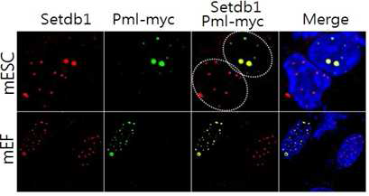 생쥐 배아줄기세포 (mESC) 및 섬유아세포 (mEF)에서 Setdb1의 발현