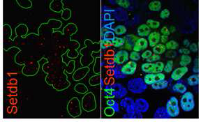 생쥐 blastocyst outgrowth에서 Setdb1(red) 발현. Oct4(green) 이중 염색