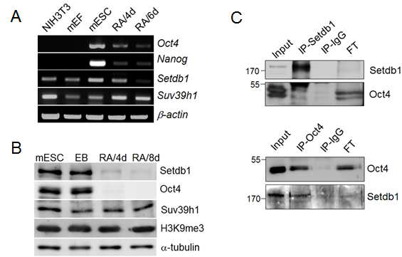 생쥐 배아줄기세포 분화시 Setdb1 발현 변화(A and B)와 Setdb1-Oct4 interaction(C)