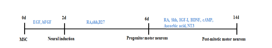 제대혈로부터 motor neuron 분화 프로토콜