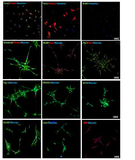 Motor neurons 분화 유도 후 면역형광염색을 통하여 발현한 신경세포분화 인자 조사.