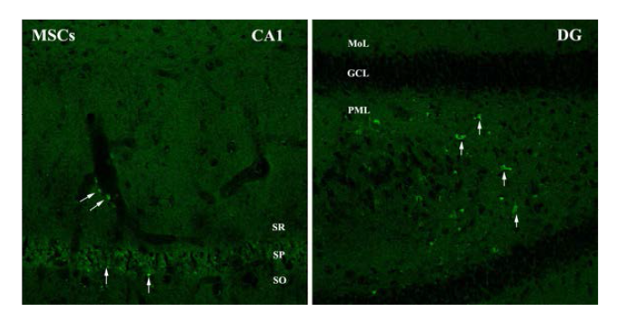 Fluorescent Anlaysis of GFP tagging MSCS in the ischemic injured region (CA1) and dentate gyrus(DG) of the aging ischemic brain.
