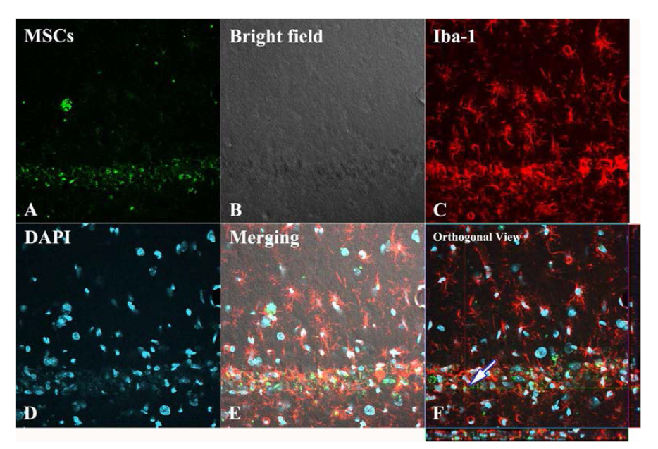 Differentiation of transplanted MSCs into microglia in the injured region.