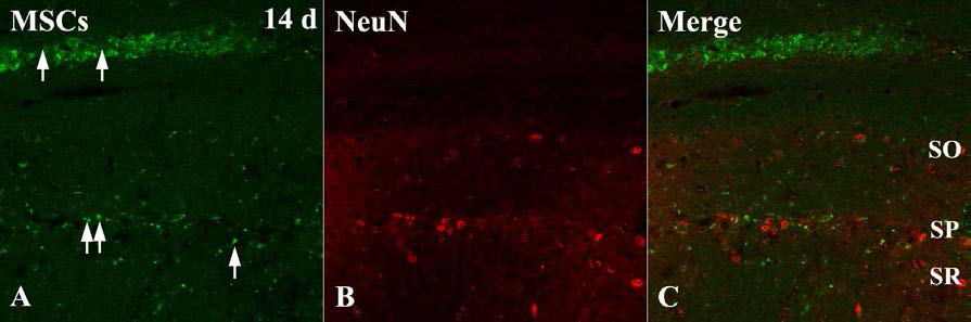Double-immunohistofluorescent analysis for GFP and NeuN 14 days after transplantation in the hippocampal CA1.
