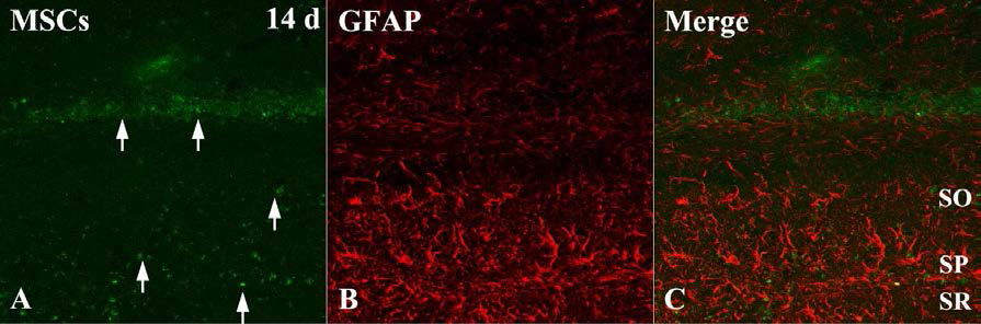 Double-immunohistofluorescent analysis for GFP and GFAP 14 days after transplantation in the hippocampal CA1.