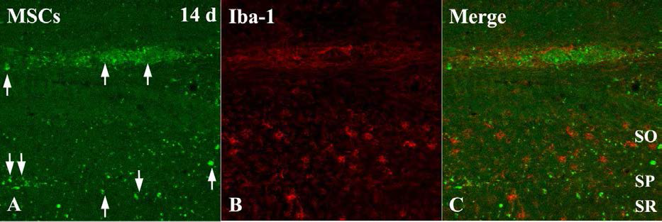 Double-immunohistofluorescent analysis for GFP and Iba-1 14 days after transplantation in the hippocampal CA1.