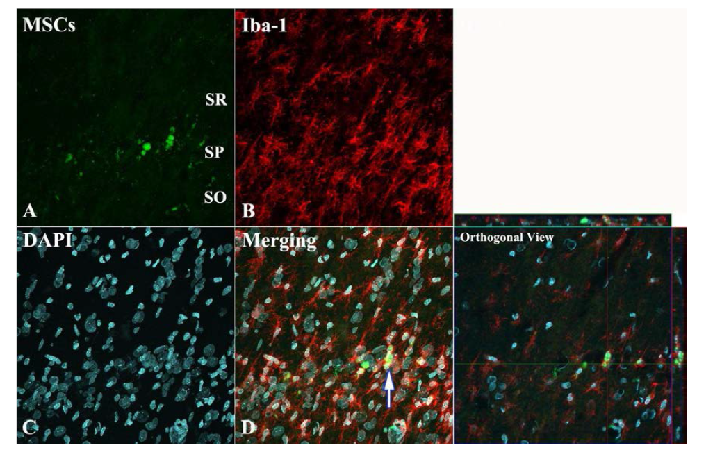 Differentiation of transplanted MSCs into microglia in the injured region.