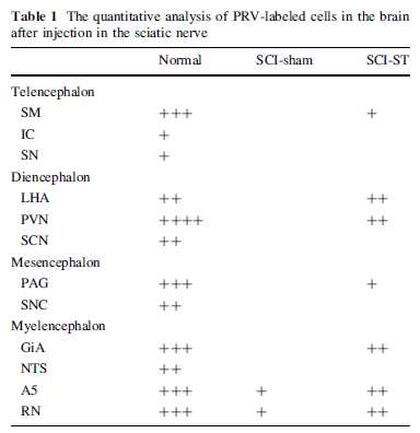 The quantity of labeled cells were counted in each group of nuclei and presented as: +, a few, 1 to 20; ++, moderate, 20 to 100; +++, abundant, 100 to 300; ++++, extremely abundant, more than 300 labeled neurons per section.