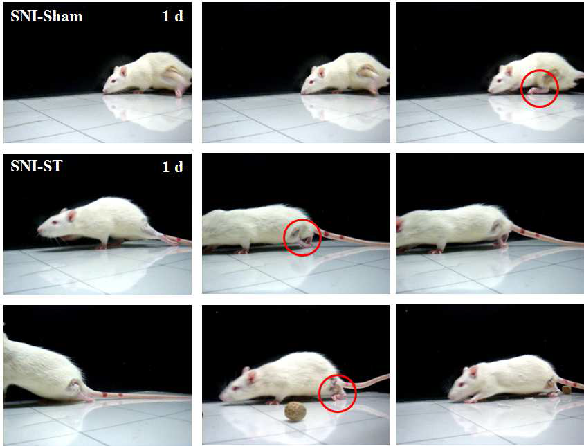 Movement of hind limb 1 d days after sciatic nerve inury in the vehicle-(SNI-Sham) and MSCs(SNI-ST) -treated group.