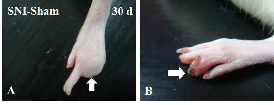 Necrotic damage (arrows) in hind foot 30 days after sciatic nerve injury in the vehicle-treated group.