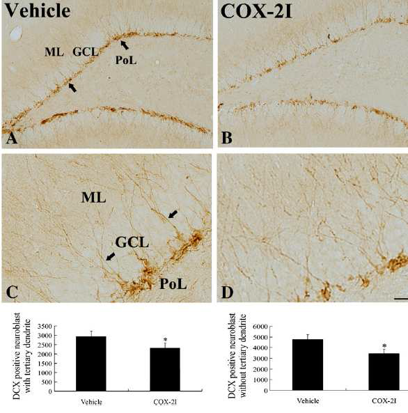 Microphotographs of DCX immunoreactivity in the dentate gyrus in vehicle- (A and C) and celecoxib-treated (B and D) groups. There are many DCX immunoreactive neuroblasts (arrows) with processes in the subgranular zone of the dentate gyrus.