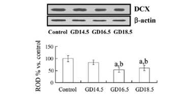 Western blot analysis of DCX in the hippocampi of animals in the age-matched control, GD14.5, GD16.5 and GD18.5 group. The relative optical density (ROD) of immunoblot bands are demonstrated as percent values (n = 5 per group; aP < 0.05, significantly different from the age-matched control group, bP < 0.05, significantly different from the GD14.5 group, cP < 0.05, significantly different from the GD16.5 group).