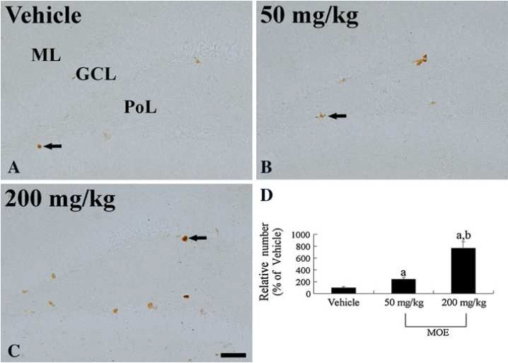 Immunohistochemistry for Ki67 in the DG of the vehicle- (a), 50 (b) and 200 mg/kg (c) MOE-groups. In all the groups, Ki67 positive nuclei (arrows) are detected in the DG.