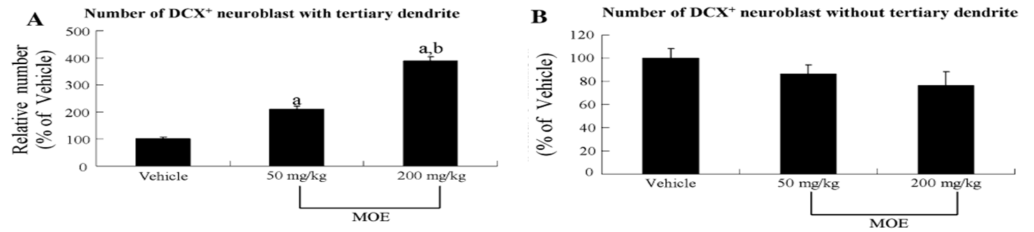 Relative number of DCX-immunoreactive neuroblasts with/without tertiary dendrites in the DG (n = 7 per group; aP<0.05, versus the vehicle-group; bP<0.05, versus the 50 mg/kg MOE group).