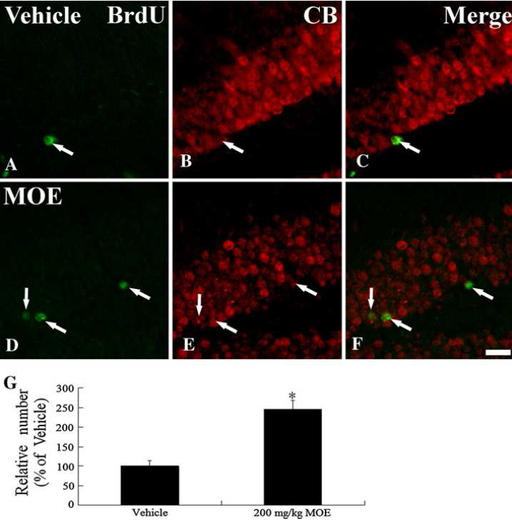 Double immunofluorescence micrographs for BrdU (green) and CB (red) in the DG of the vehicle- (a􍾢 -c) and 200 mg/kg MOE (d􍾢 -f) groups.