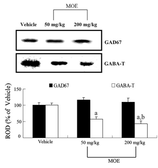 Western blot analyses of GAD67 and GABA-T in the DG of the vehicle-, 50 and 200 mg/kg MOE-groups.