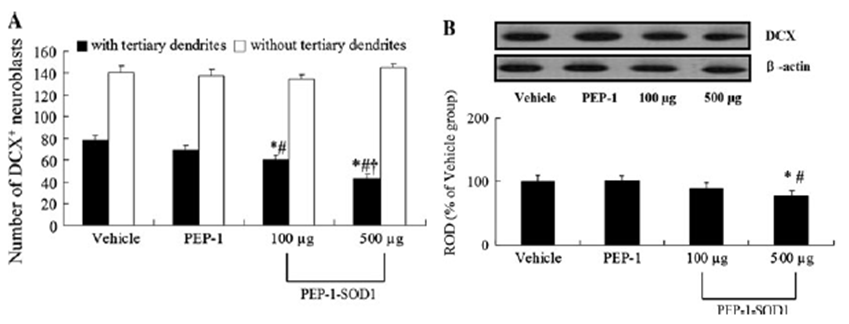 The number of DCX-immunoreactive neuroblasts with/without tertiary dendrites per section of the vehicle-, PEP-1-, 100, and 500 lg PEP-1-SOD1-treated groups