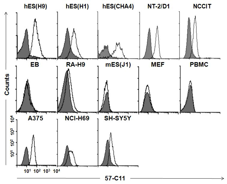 Flow cytometry 분석에 의한 57-C11 항체의 발현.