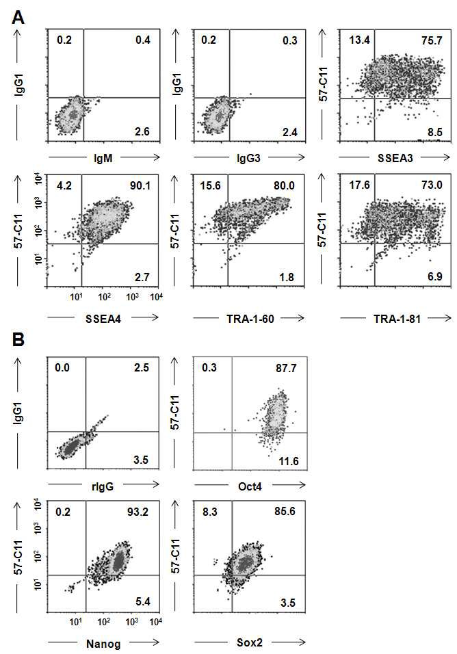 Multicolor flow cytometry를 통한 57-C11 항체와 인간 배아줄기세 포 미분화 표면 및 전분화능 마커의 발현 비교. 57-C11 항체는 인간 배아 줄기세포 미분화 표면 및 전분화능 마커인 SSEA3, SSEA4, TRA-1-60, TRA-1-81, Oct-4, Nanog와 Sox2 항체가 발현하는 미분화 인간배아줄기세 포에서 각각 90%, 97%, 98%, 91%, 99.7%, 99.8%와 91.2%의 높은 비율로 동시에 결합하고 있음을 볼 수 있다.