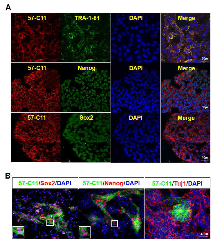 Immunocytochemistry를 통한 57-C11 항체와 인간 배아줄기세포 미분화 표면 및 전분화능 마커의 발현 비교.